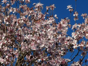 Queen Mother’s magnolia