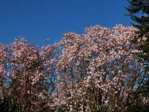 three different magnolia species