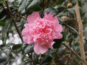 Camellia x williamsii ‘Elsie Jury’