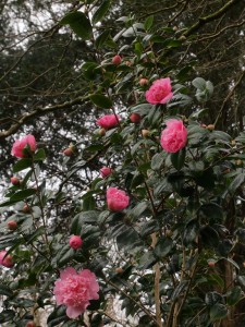 Camellia x williamsii ‘Elsie Jury’