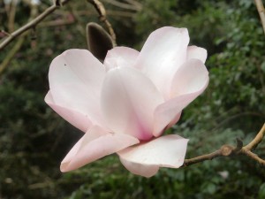 Magnolia campbellii Alba seedling
