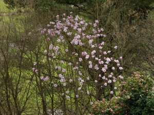 Magnolia sargentiana robusta