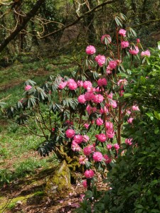 Rhododendron arboreum ‘Tony Shilling’
