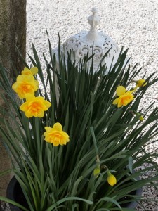 double flowered daffodils