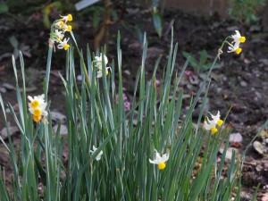 dwarf narcissi