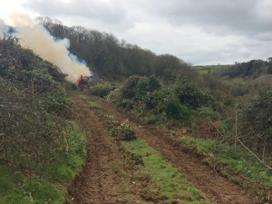 plantation of camellias in the Portholland valley