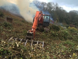 plantation of camellias in the Portholland valley