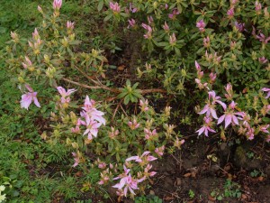 Azalea stenopetalum ‘Linearifolium’