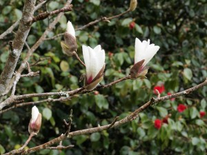 Magnolia cylindrica