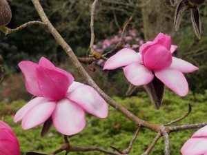 Magnolia ‘Kews Surprise’