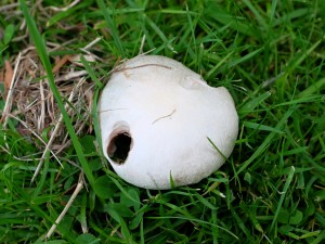 the first mushroom of the season
