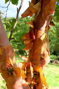 Betual albosinensis ‘Bowling Green’