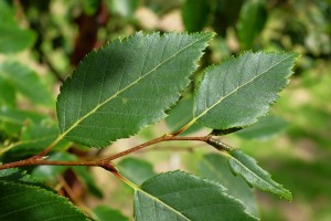 Betual albosinensis ‘Bowling Green’