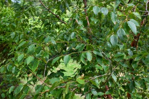 Betual albosinensis ‘Bowling Green’