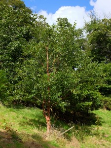 Betual albosinensis ‘Bowling Green’