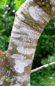Quercus x bushii