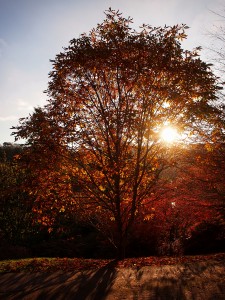 collage of autumn colour pictures