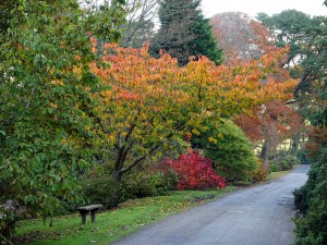 collage of autumn colour pictures