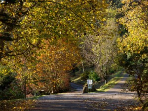 collage of autumn colour pictures