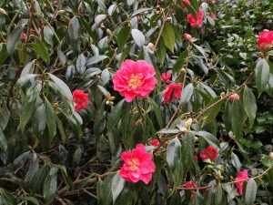 Camellia reticulata ‘Francie L’