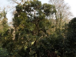 Another Quercus acuta at the edge of the massive new clearing (1)