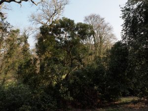 Another Quercus acuta at the edge of the massive new clearing (2)