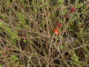 Chaenomeles speciosa ‘Geisha Girl’