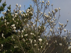 large magnolia tree with smallish cup shaped white flowers