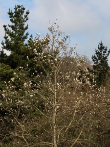 large magnolia tree with smallish cup shaped white flowers