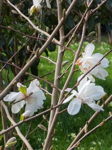 Magnolia x loebneri ‘Wildcat’