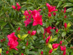 Azalea Vuyks Rosyred