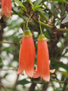 Correa pulchella orange form