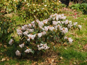 Rhododendron ciliicalyx
