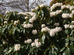 Rhododendron sinogrande type
