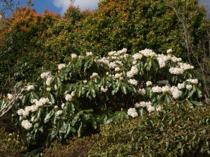 Rhododendron sinogrande type
