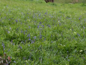 bluebells and the grass