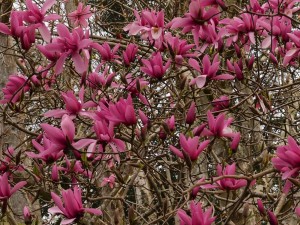 Magnolia ‘Caerhays Surprise’