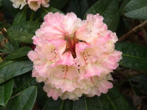 Rhododendron ‘Loch Aure’