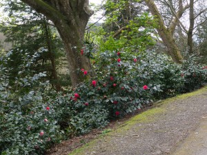 camellia hedge