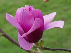 Magnolia ‘Purple Sensation’