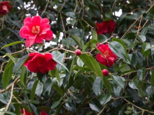 Camellia reticulata ‘Royalty’