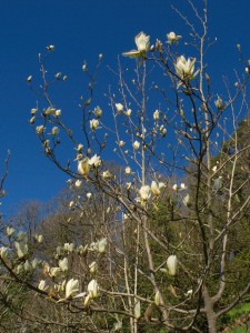 Magnolia ‘Lombardy Rose’