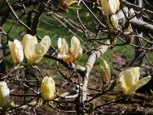 Magnolia ‘Yellow Bird’