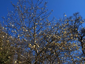 Magnolia ‘Yellow Bird’