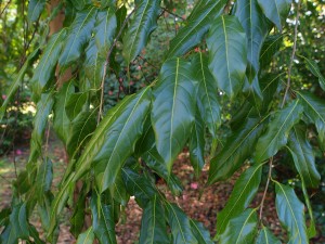 Huodendron baristratum
