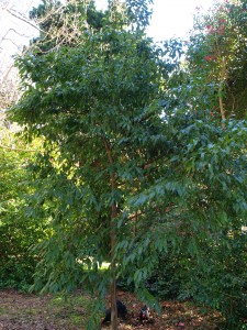 Huodendron baristratum