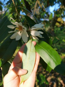 Michelia floribunda
