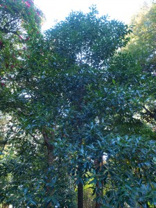 Parkameria yunnanensis