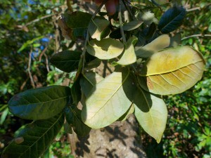 Quercus semicarpifolia