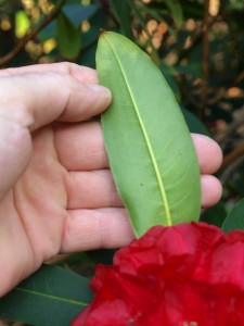 Rhododendron petalottii